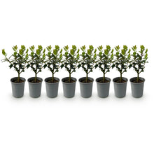 Green boutiQ - Haagplanten - Ilex Blue maid- blad groen - 8 planten - 1 strekkende meter - groenblijvend - pot 9cm hoogte 25-30cm