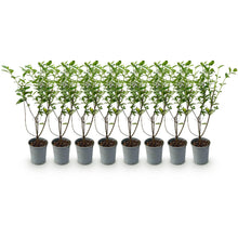 Green boutiQ - Haagplanten - Ligustrum ovalifolium - blad groen - 8 planten - 1 strekkende meter - groenblijvend - pot 9cm hoogte 35-40cm