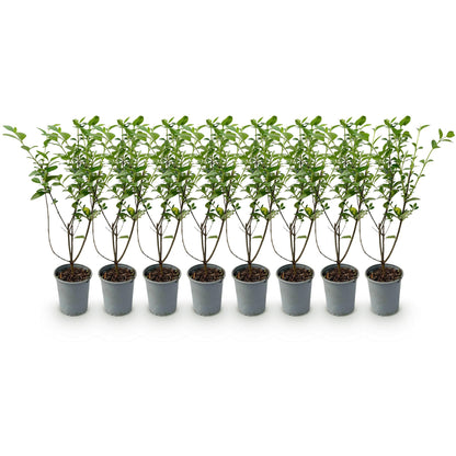 Green boutiQ - Haagplanten - Ligustrum ovalifolium - blad groen - 8 planten - 1 strekkende meter - groenblijvend - pot 9cm hoogte 35-40cm