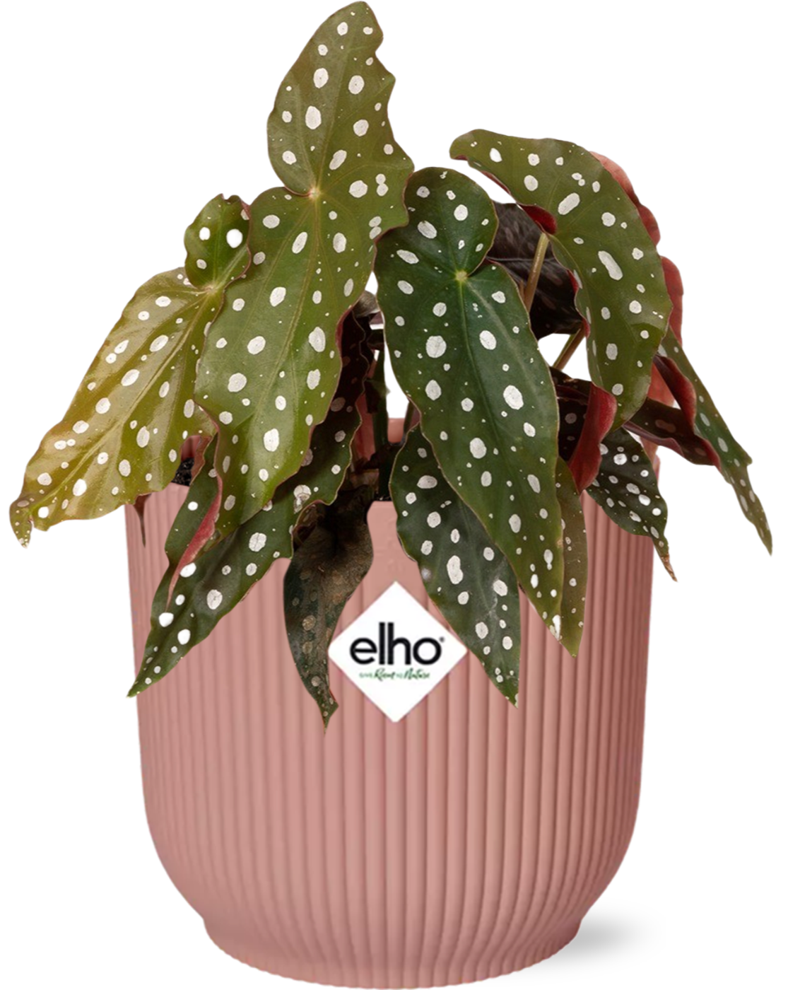 Begonia Maculata + ELHO Vibes Fold 14 cm roza