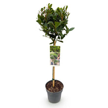 Green boutiQ - Tuinplant - Laurus nobilis - Plant op stam - Terras Plant - Bladhoudend - Weinig Onderhoud - Pot 19cm Hoogte 90cm