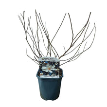 Green boutiQ - Heesters -  Magnolia Stellata  - Bloem Wit  - 1 Plant - Bladverliezend - Weinig Onderhoud - Pot 17cm Hoogte 45cm