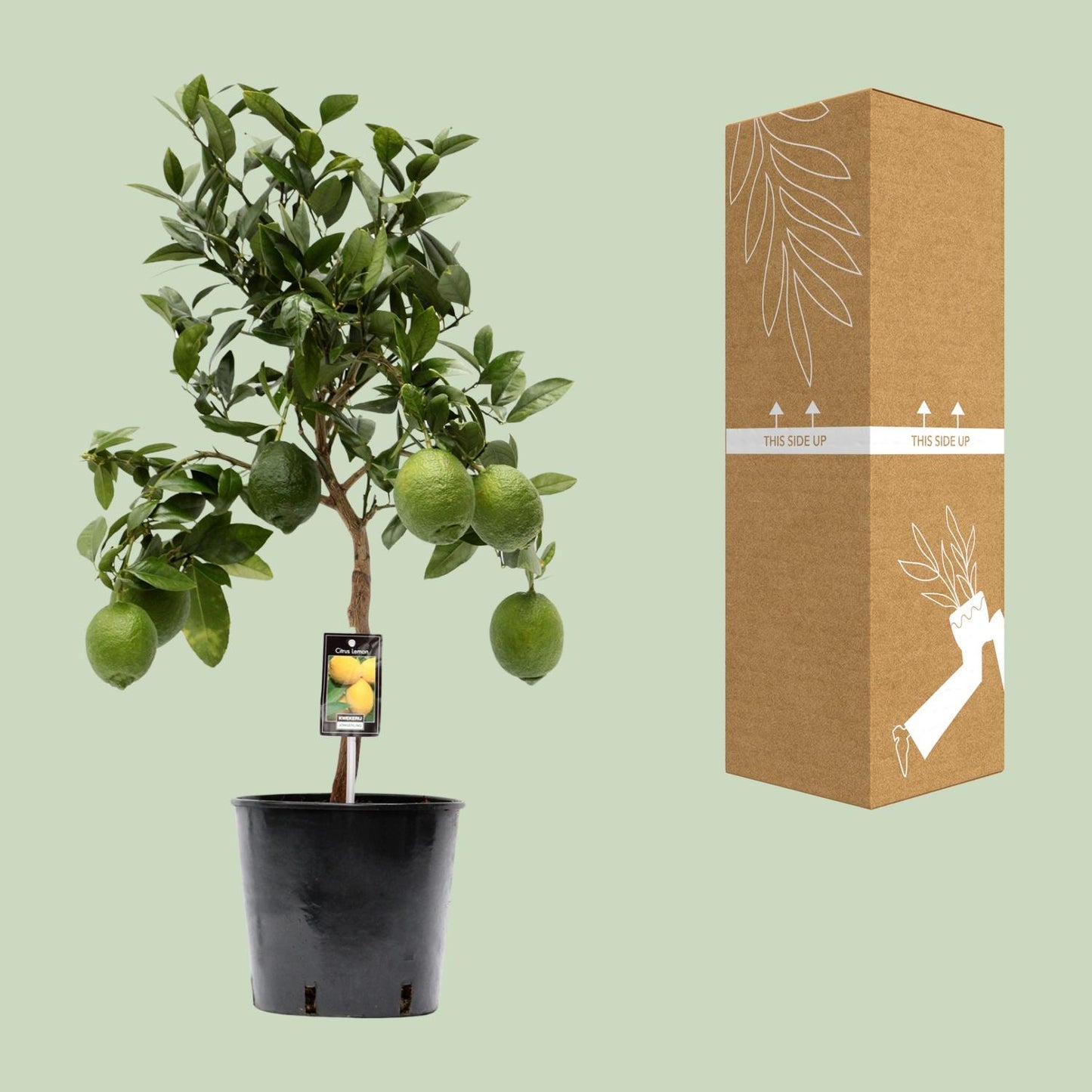 Citrus limun - Ø22cm - ↕80cm