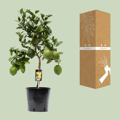 Citrus limun - Ø22cm - ↕80cm