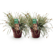 Green boutiQ - Siergrassen - Carex oshimensis Everest - Wit en Groen - 2 Planten - Bladhoudend - Weinig Onderhoud - Pot 17cm Hoogte 50cm