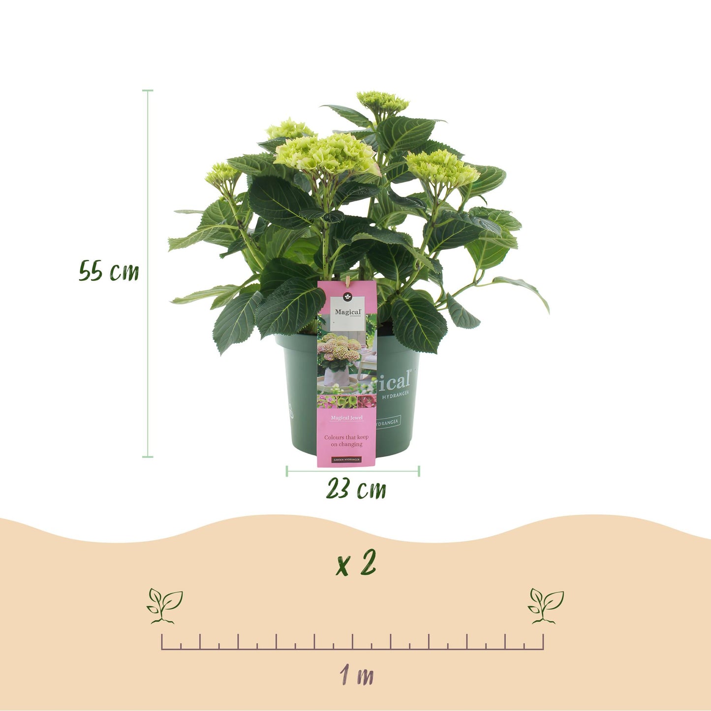 Green boutiQ - Terrasplant - Hortensia - Hydrangea Magical Jewel Pink - Roze - 6-10 Bloemen - 2 Planten - Pot 23cm Hoogte 55cm