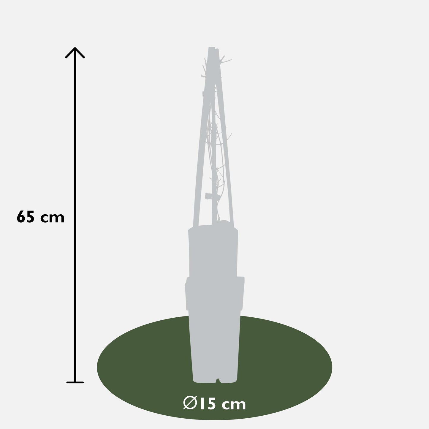 Clematis Jackmanii - Ø15cm - ↕65cm