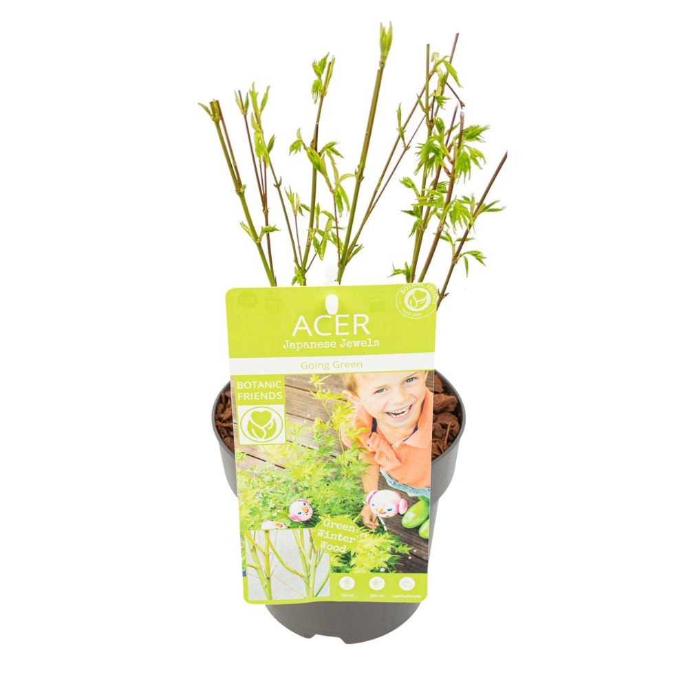 PROMO - Acer palma. 'Going Green' - Ø15cm - ↕50cm