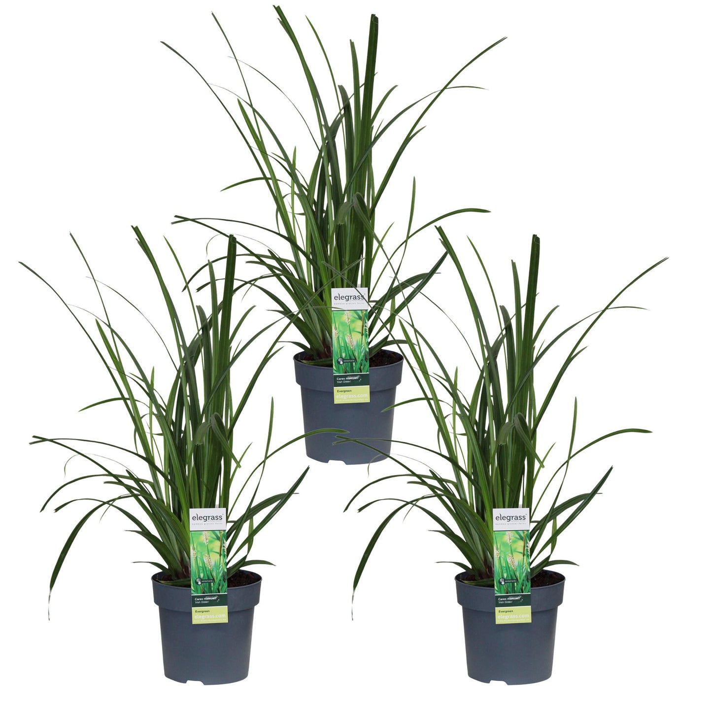 3x - Carex morrowii 'Irski zeleni' - ↨30cm - Ø14