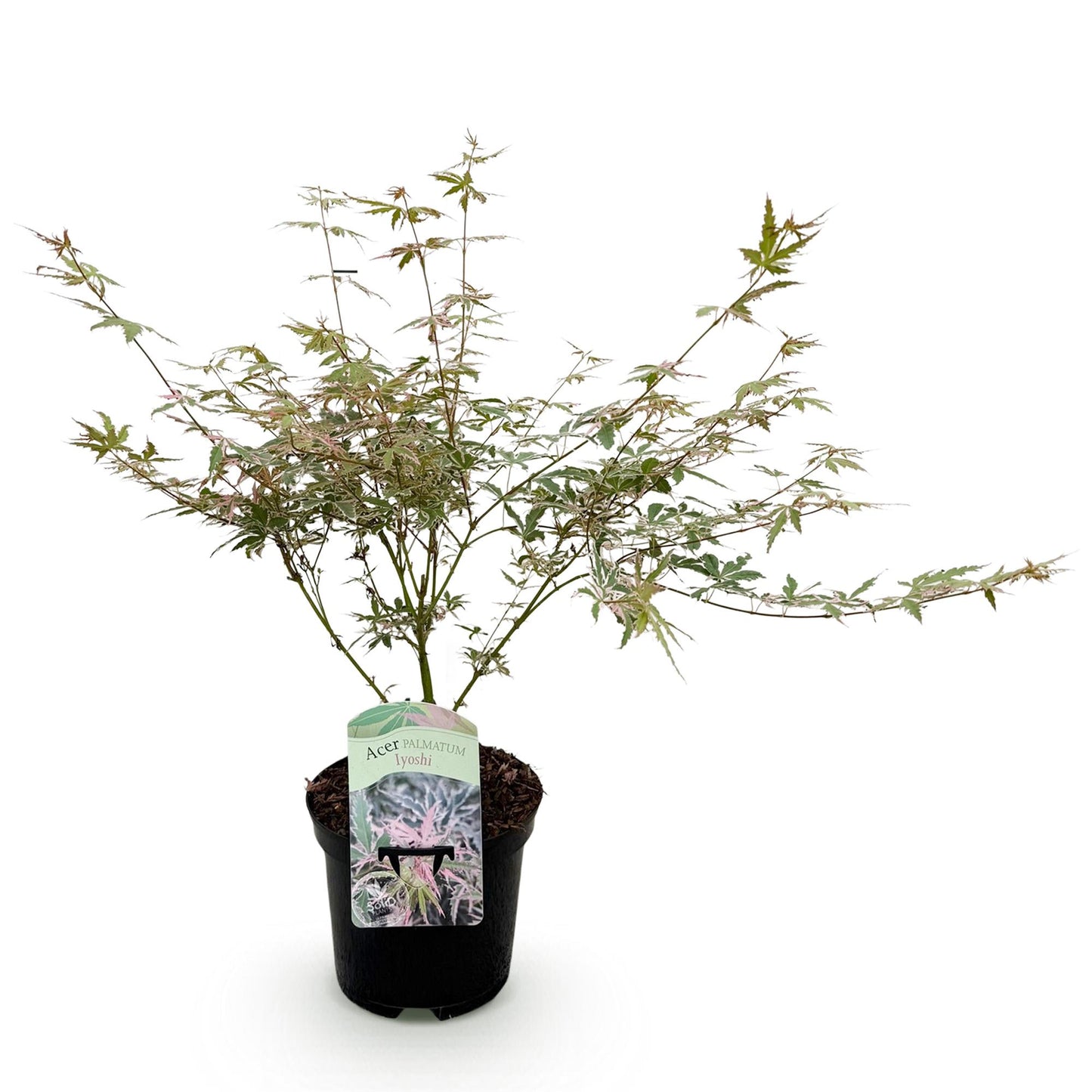 Green boutiQ - Terrasplant - Japanse Esdoorn - Acer palmatum Iyoshi - Roze - 1 Plant - Bladverliezend - Pot 19cm Hoogte 70cm