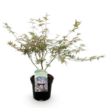 Green boutiQ - Terrasplant - Japanse Esdoorn - Acer palmatum Iyoshi - Roze - 1 Plant - Bladverliezend - Pot 19cm Hoogte 70cm