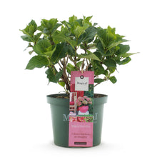 Green boutiQ - Terrasplant - Hortensia - Hydrangea Magical Green Fire - Roze Groen - 6-10 Bloemen - Pot 23cm Hoogte 55cm