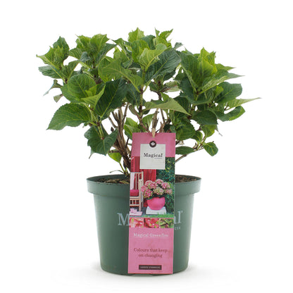Green boutiQ - Terrasplant - Hortensia - Hydrangea Magical Green Fire - Roze Groen - 6-10 Bloemen - Pot 23cm Hoogte 55cm