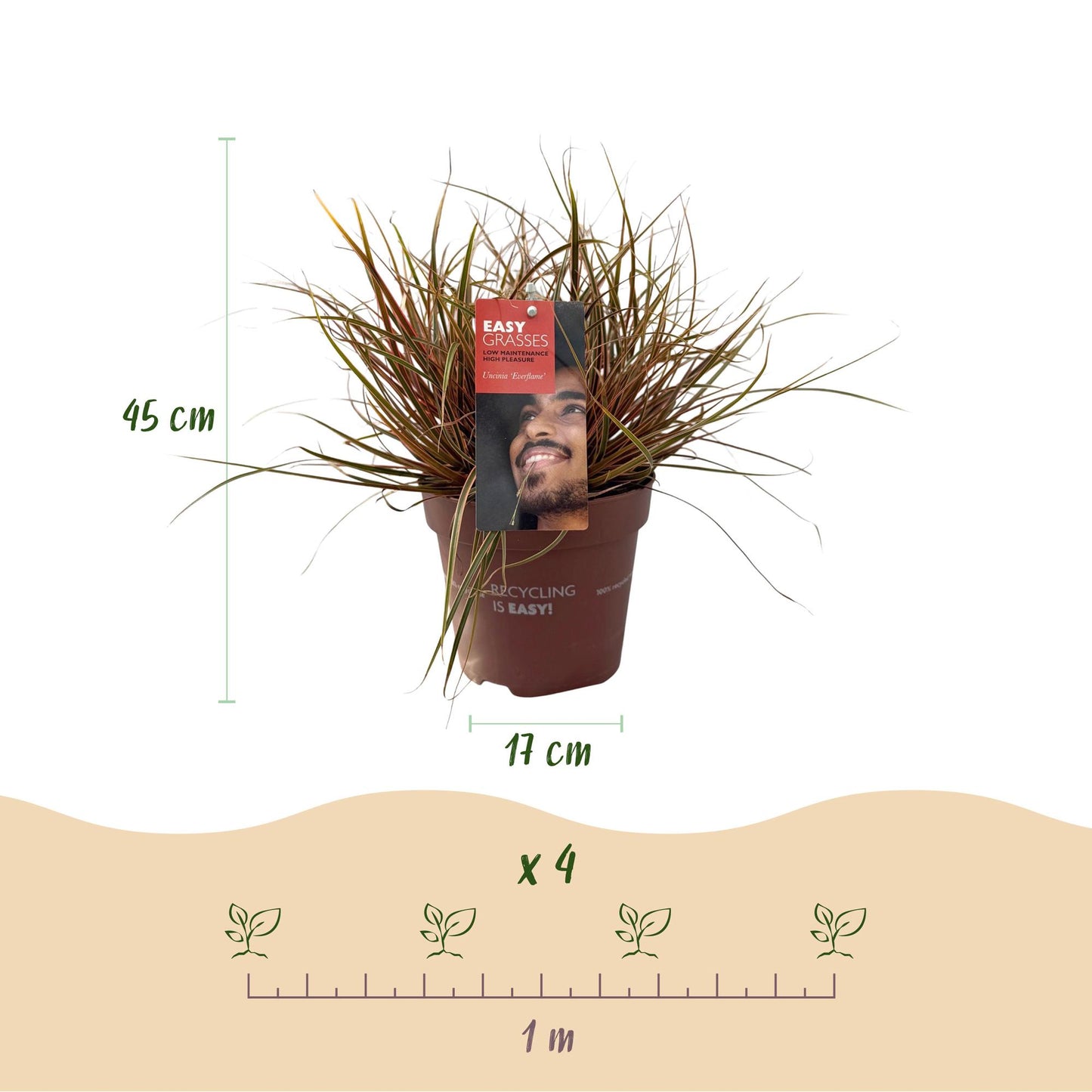 Green boutiQ - Siergrassen - Uncinia rubra Everflame  - Rood - 4 Planten - Bladhoudend - Weinig Onderhoud - Pot 17cm Hoogte 50cm