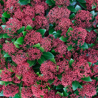 Set od 3 Skimmia 'Rubella' – Ø10,5 cm – ↨ 20-25 cm