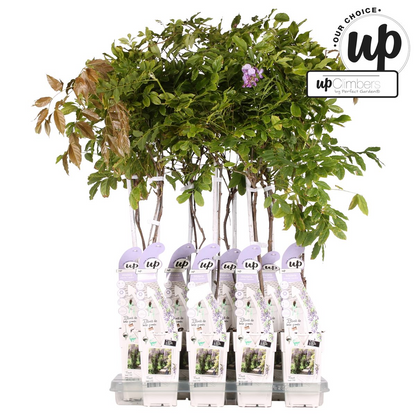 Wisteria sinensis Caroline - Ljubičasta kiša - Ø15cm - ↕65cm