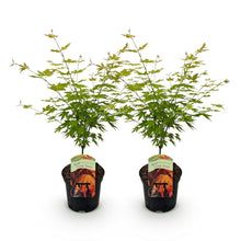 Green boutiQ - Terrasplant - Japanse Esdoorn - Acer palmatum Orange Dream - Oranje - 2 Planten - Bladverliezend - Pot 19cm Hoogte 70cm