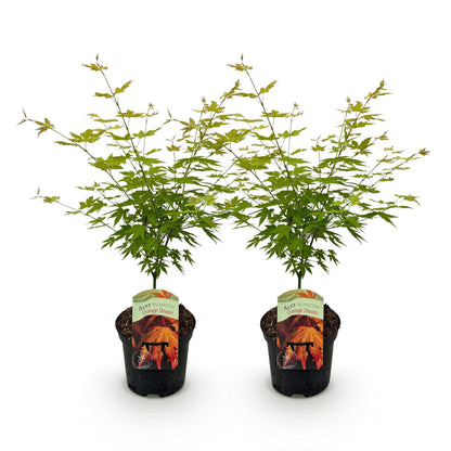 Green boutiQ - Terrasplant - Japanse Esdoorn - Acer palmatum Orange Dream - Oranje - 2 Planten - Bladverliezend - Pot 19cm Hoogte 70cm
