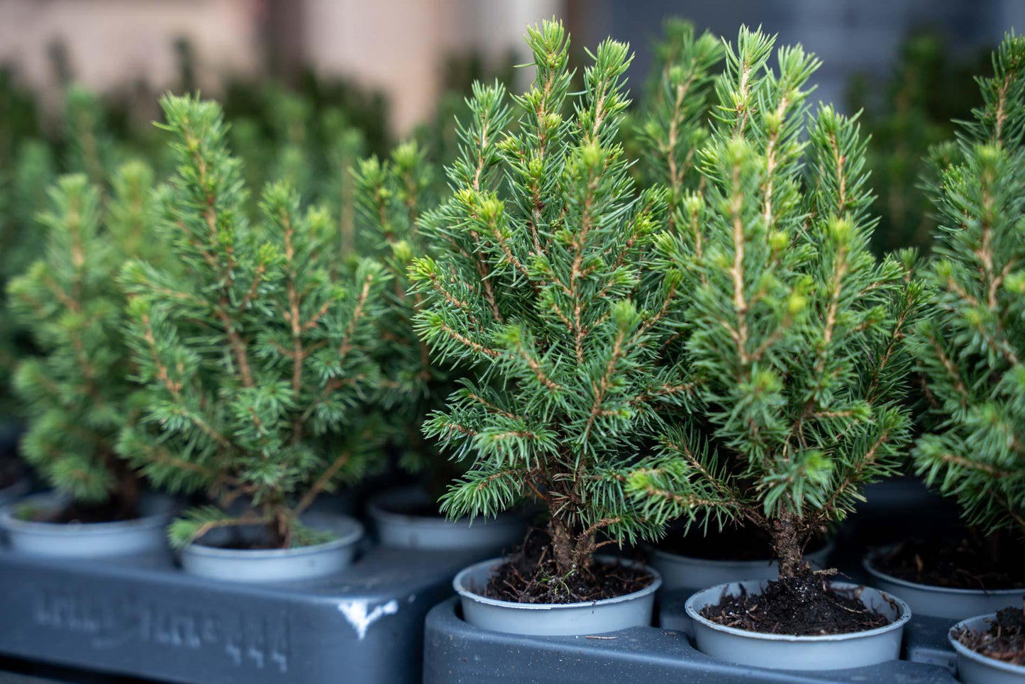 6x Mini-kerstboom - ↑15-20 cm - Ø 6 cm Picea Glauca Perfecta