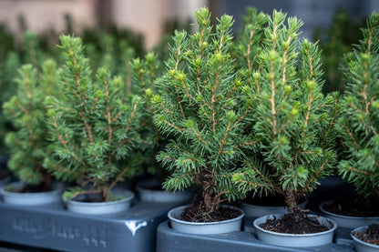 6x Mini-kerstboom - ↑15-20 cm - Ø 6 cm Picea Glauca Perfecta