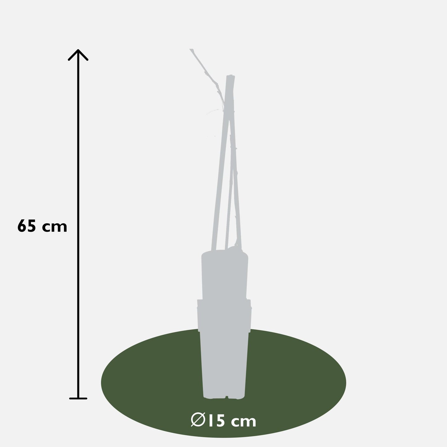 Wisteria floribunda 'Naga Noda' - Ljubičasta kiša - Ø15cm - ↕65cm