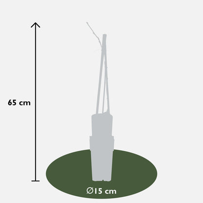 Wisteria floribunda 'Naga Noda' - Ljubičasta kiša - Ø15cm - ↕65cm