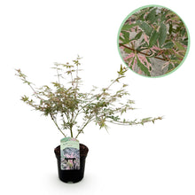 Green boutiQ - Terrasplant - Japanse Esdoorn - Acer palmatum Iyoshi - Roze - 1 Plant - Bladverliezend - Pot 19cm Hoogte 70cm