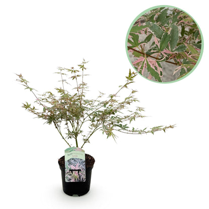 Green boutiQ - Terrasplant - Japanse Esdoorn - Acer palmatum Iyoshi - Roze - 1 Plant - Bladverliezend - Pot 19cm Hoogte 70cm