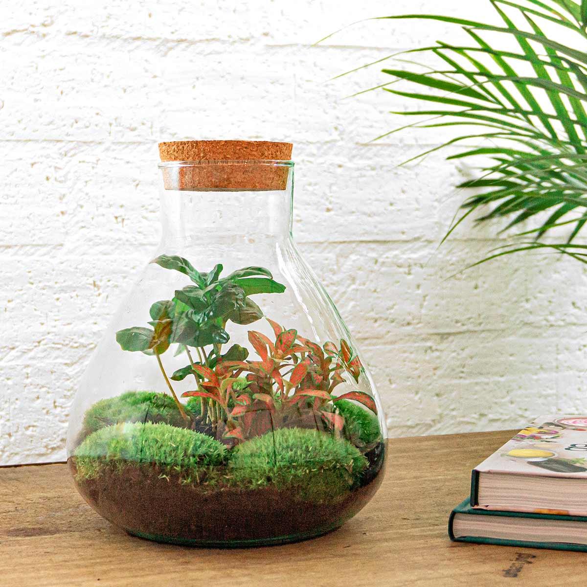 DIY terrarium - Sammie Coffea Red - Ø 22,5 cm ↑ 27 cm - Rake + Shovel + Tweezer