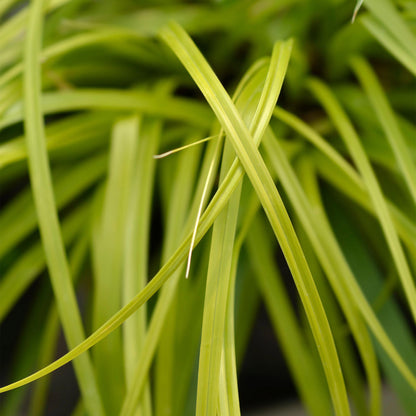 Green boutiQ - Siergrassen -  Carex oshimensis Everillo - Geel - 4 Planten - Bladhoudend - Weinig Onderhoud - Pot 17cm Hoogte 50cm