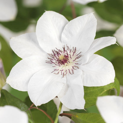 Green boutiQ - Klimplant - Clematis Miss bateman - Bloem Wit - Weinig onderhoud -2 planten -  Pot 11cm Hoogte 40cm