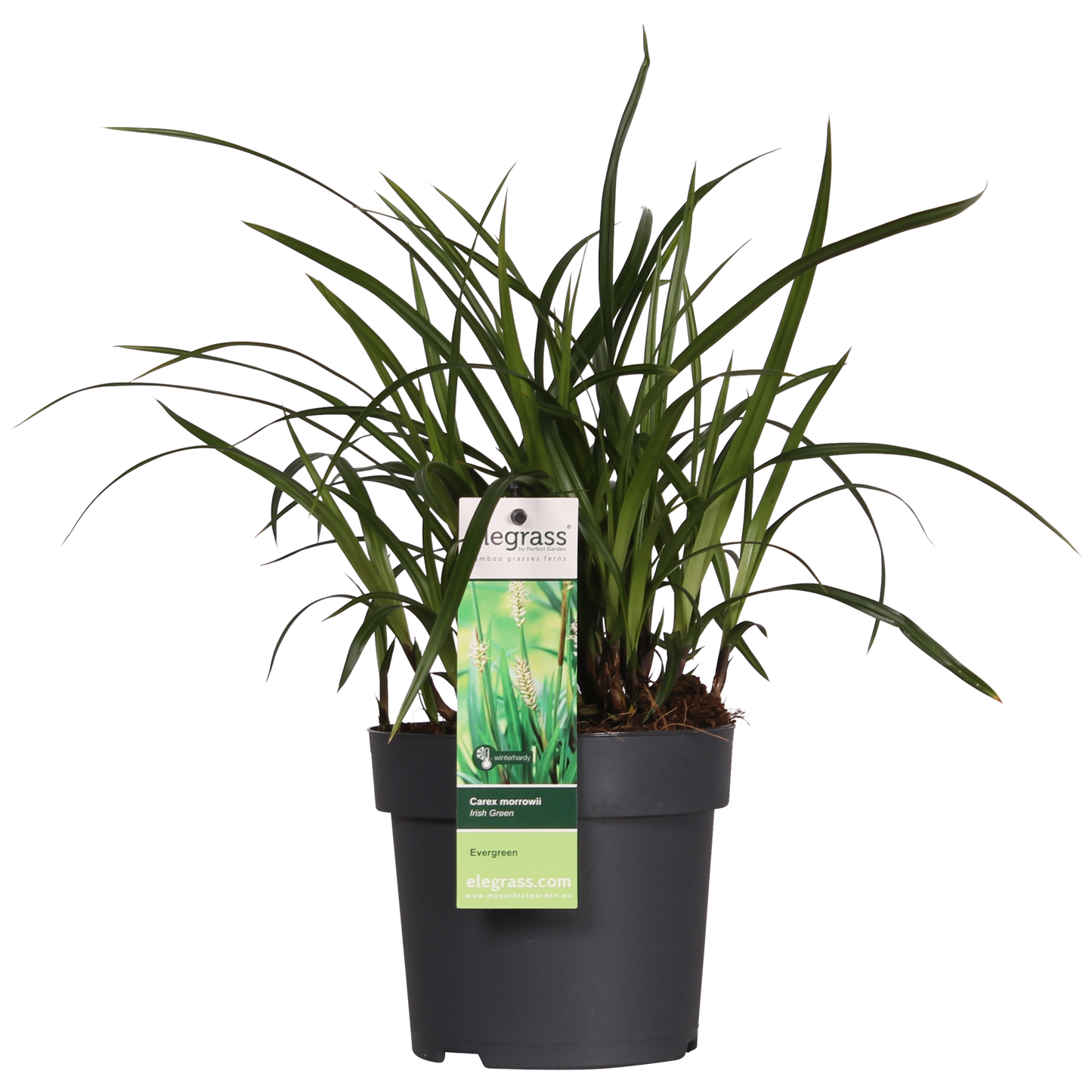 3x - Carex morrowii 'Irski zeleni' - ↨30cm - Ø14
