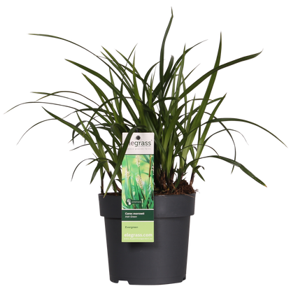3x - Carex morrowii 'Irski zeleni' - ↨30cm - Ø14