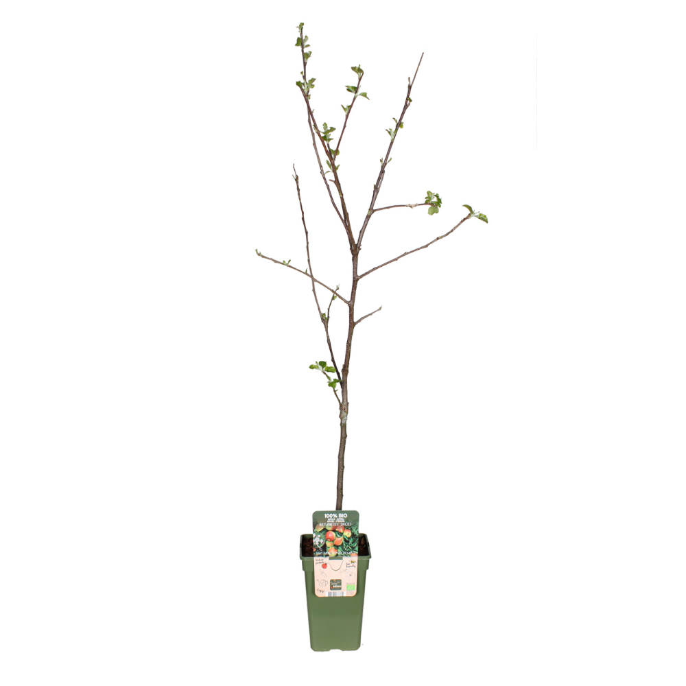 Malus Domestica Jonagold - Jabuka - Ø19cm - ↕60cm