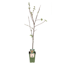 Malus Domestica Jonagold - Jabuka - Ø19cm - ↕60cm