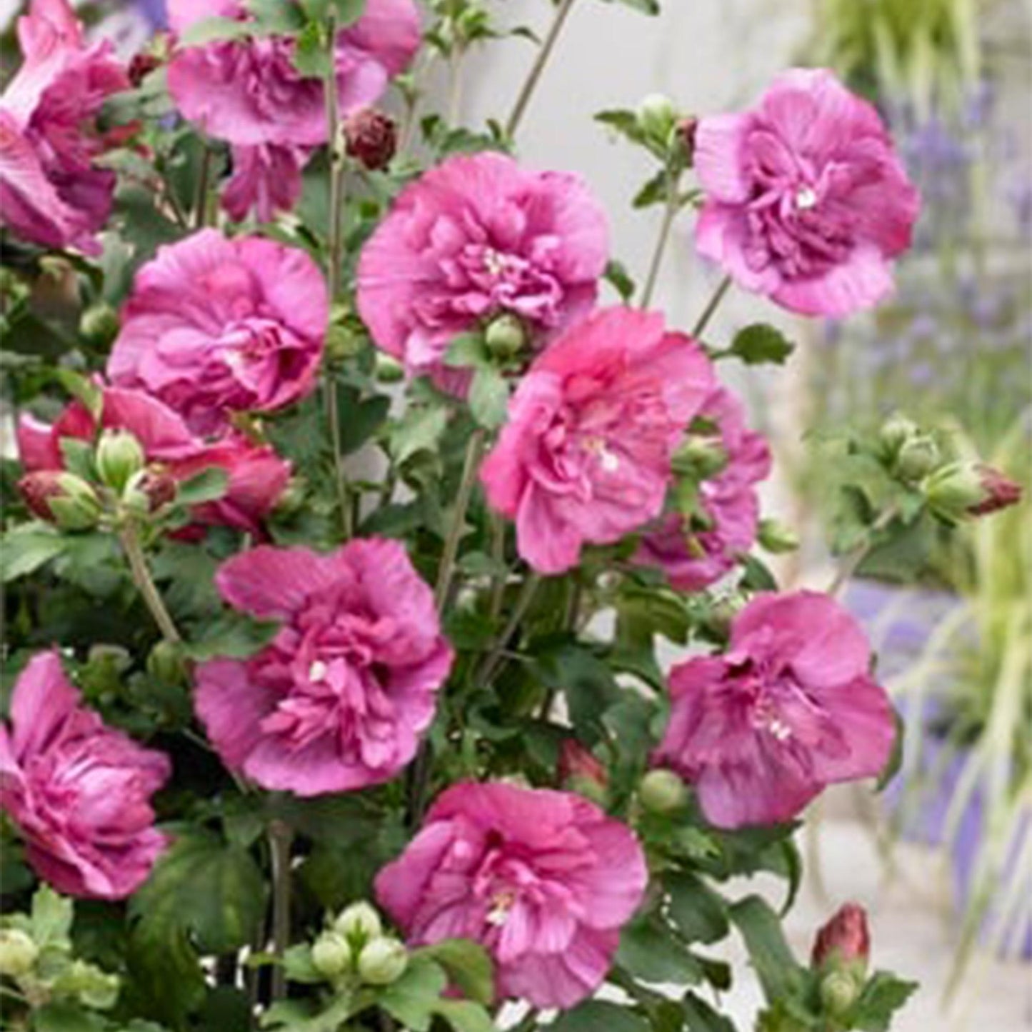 Green boutiQ - Tuinplant - Hibiscus syriacus Magenta Chiffon® - Plant op stam - Terras Plant - Bladverliezend - Weinig Onderhoud - Pot 19cm Hoogte 90cm