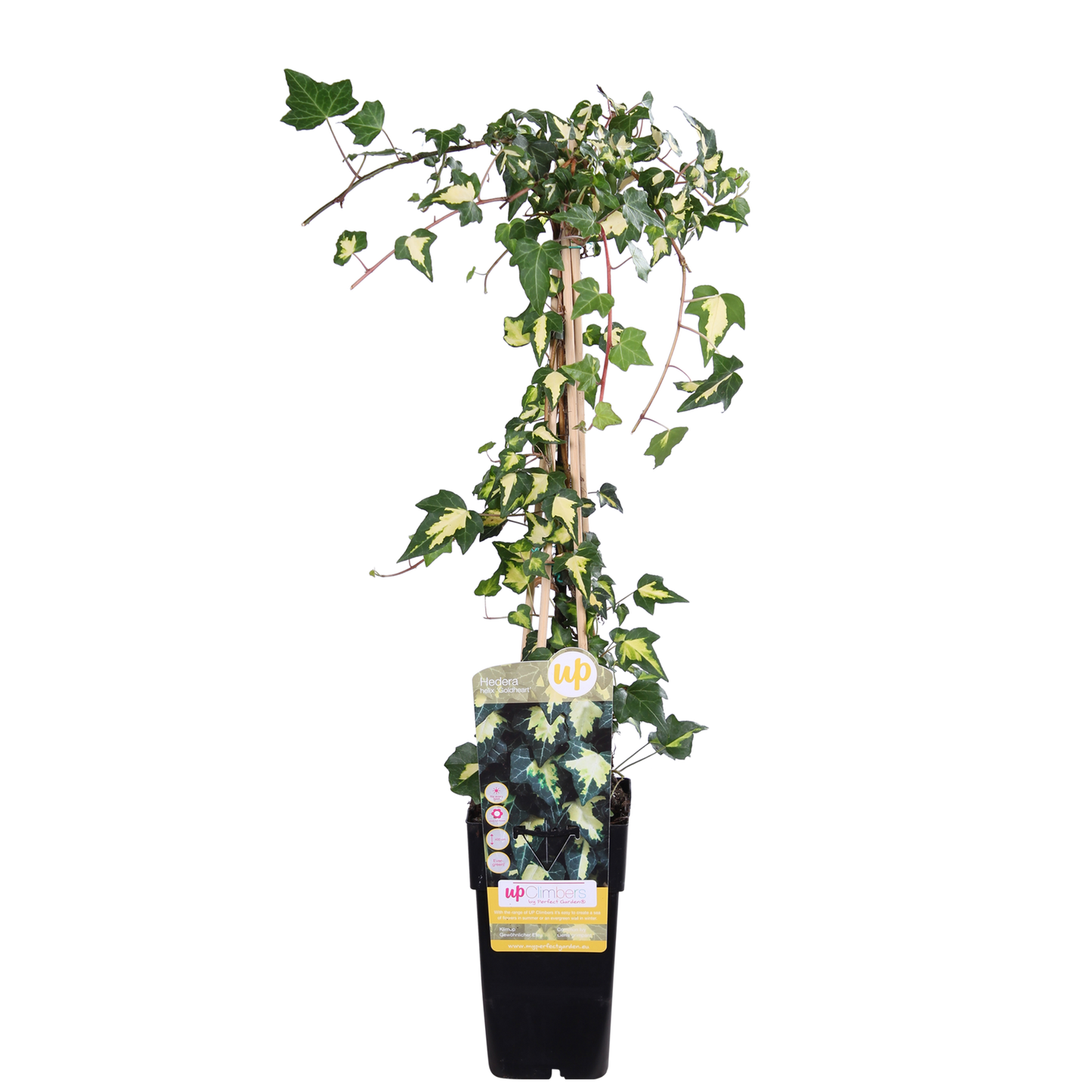 Hedera colchica 'Dentata Variegata' - Ø15cm - ↕65cm