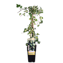 Hedera colchica 'Dentata Variegata' - Ø15cm - ↕65cm