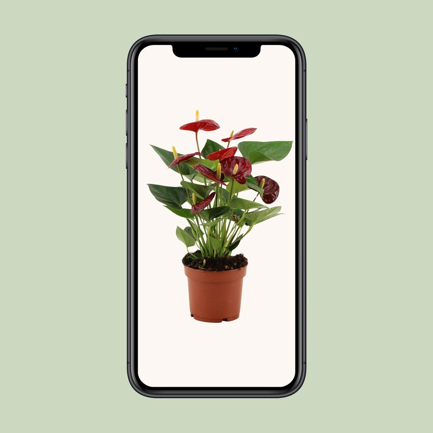 Anthurium Calon u prozirnom omotu - Ø12cm - ↕36cm