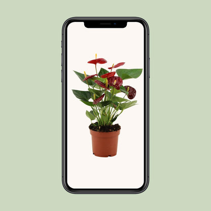 Anthurium Calon u prozirnom omotu - Ø12cm - ↕36cm