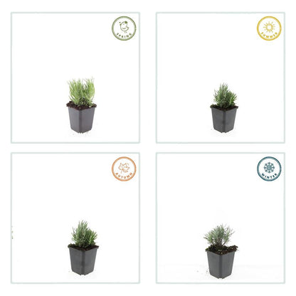 40x Lavandula ang. 'Dwarf Blue' - ↕10-25cm - Ø9cm