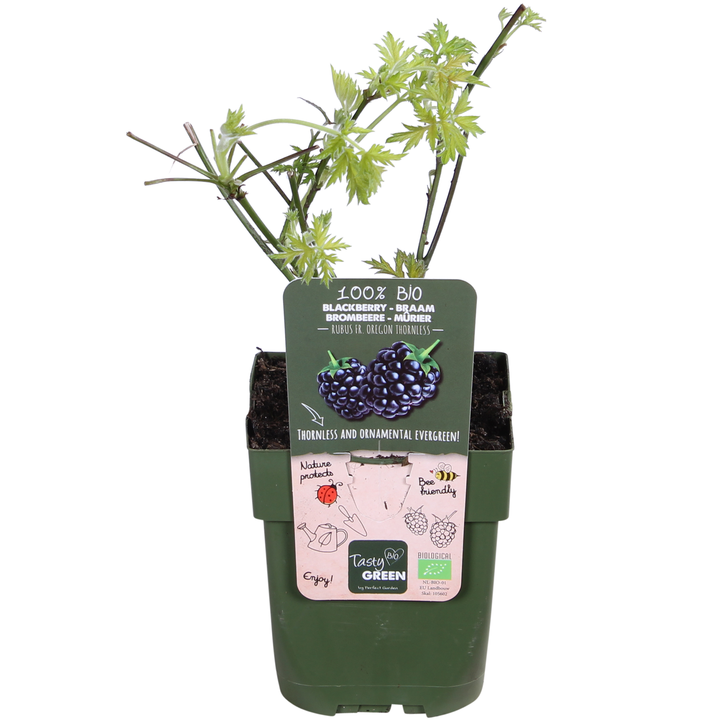 Rubus fruticosus 'Thornless Evergreen' - Kupina bez trnja - Ø13cm - ↕45cm