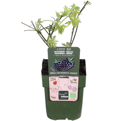 Rubus fruticosus 'Thornless Evergreen' - Kupina bez trnja - Ø13cm - ↕45cm