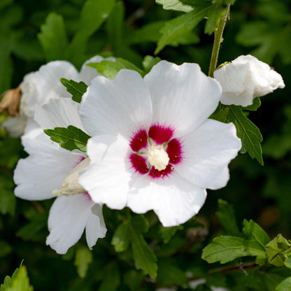 Green boutiQ - Heesters - Hibiscus syriacus Red Heart  - Bloem Wit Met Rood Hart - 1 Plant - Bladverliezend - Weinig Onderhoud - Pot 17cm Hoogte 45cm