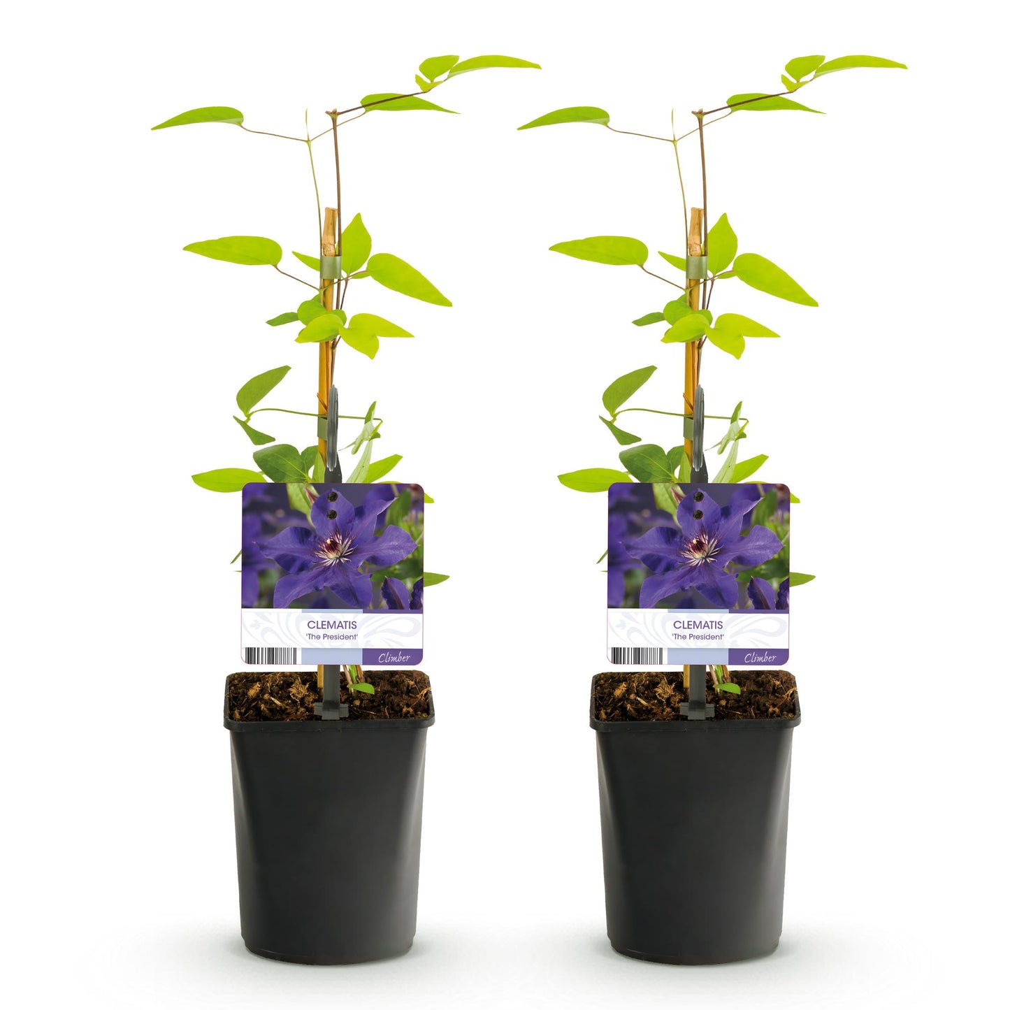 Green boutiQ - Klimplant - Clematis The President - Bloem Roze - Weinig onderhoud -2 planten -  Pot 11cm Hoogte 40cm