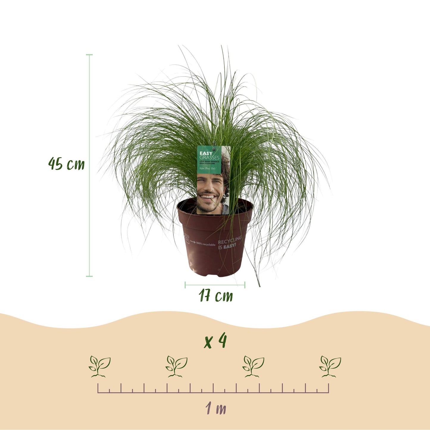 Green boutiQ - Siergrassen - Stipa tenuifolia Pony Tails - Groen - 4 Planten - Bladhoudend - Weinig Onderhoud - Pot 17cm Hoogte 50cm