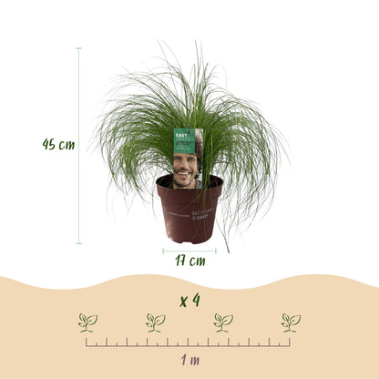 Green boutiQ - Siergrassen - Stipa tenuifolia Pony Tails - Groen - 4 Planten - Bladhoudend - Weinig Onderhoud - Pot 17cm Hoogte 50cm