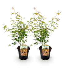 Green boutiQ - Terrasplant - Japanse Esdoorn - Acer palmatum Katsura - Oranje - 2 Planten - Bladverliezend - Pot 19cm Hoogte 70cm
