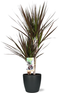 Dracaena Magenta - Ø17cm - ↕80cm + Lonac Brussels D18x17cm - Antraciet
