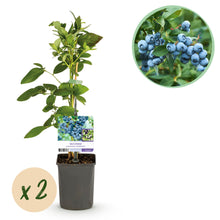 Green boutiQ - Fruitplant - Bosbes -  Vaccinium corymbosum Goldtraube -  Blauwe bes - Doornloos - 2 planten -  Pot 11cm Hoogte 40cm